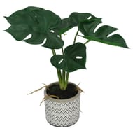 Plante philodendron 30cm