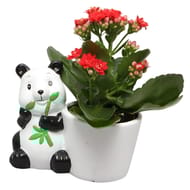 Composittion kung fu kalanchoe pot 6cm