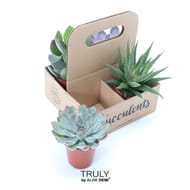 Kit 4x succulentes p5,5 en tray carton