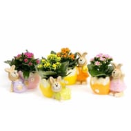 Kalanchoë avec son pot en céramique et le lapin mixte couleur