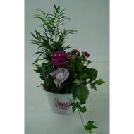 Composition 3 plantes pour la fete des meres reference 74896