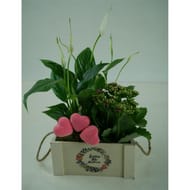 Composition 2 plantes pour la fete des meres reference 74901