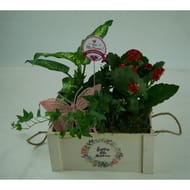 Composition 3 plantes pour la fete des meres reference 74902