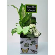 Composition 2 plantes pour la fete des meres reference 57435