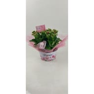 Kalanchoe dans sa coupe en zinc reference 74906