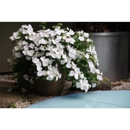 Hortensia macrophylla runaway bride c6