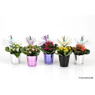 Kalanchoe pot verre + pic déco