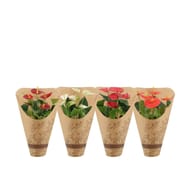 Anthurium mix en housse kraft éco