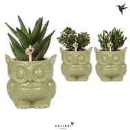 Mix succulentes dans CP céramique "Chouette" P9 cm