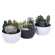 Succulentes et cactus en pot céramique déco Buddha