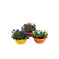 Viola cornuta coupe 23cm