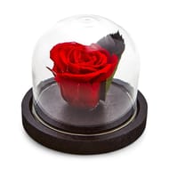 Mini cloche la belle et la bête 4 coloris