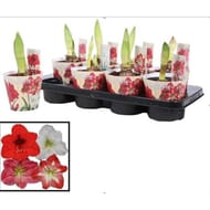 Amarilys pot de 13 cm