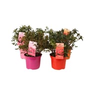 Azalée japonaise conteneur de 2 litres  extra pot coloré