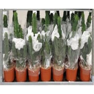 Euphorbia erytrea pot 19cm