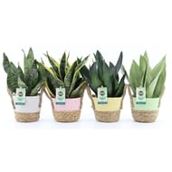 Sanseveria avec pot décor
