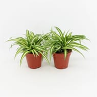 Chlorophytum variegatum