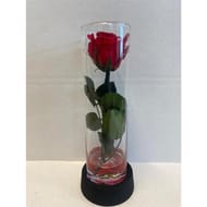 Rose stabilisée dans tube hauteur 22 cm diamètre 6 cm
