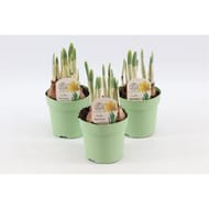 Narcis tête-à-tête p10,5
