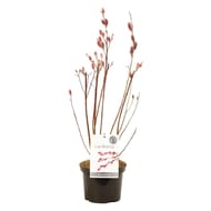 Salix mount aso C2L