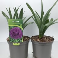 Allium mix c 2l