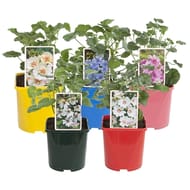Lavatera - mavla c 3l pot coloré