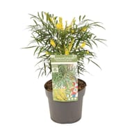 Mahonia soft cares C3L