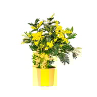 Mimosa touffe pot de 19cm