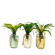Plante verte pot décor avec réserve d'eau