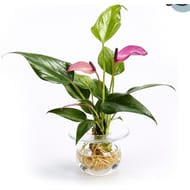 Anthurium pot décor avec réserve d'eau