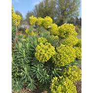 Euphorbia characias Wulfenii C.2L RC