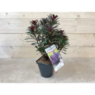 Euphorbia characias miner's merlot C.4L RC