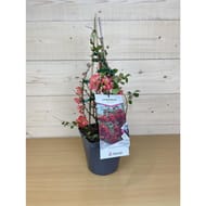 Chaenomeles superba Texas scarlet (rouge) C.4L RC