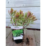 Euphoria x Martini ascot rainbow C.2L RC