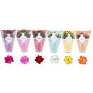 Kalanchoé housse déco pot 12cm