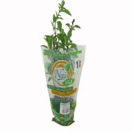 Basilic thaï bio