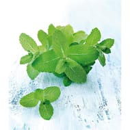 Menthe fraîche la barquette de 80g