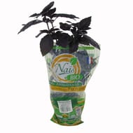 Basilic rouge bio