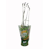 Lavande pot bio