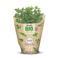 Menthe pot bio