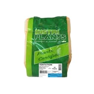 Tentation 28/35 verbag de 25 plants