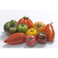 TOMATE MELANGEE DE COULEUR