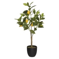 Citronnier avec pot