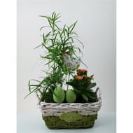 Composition 2 plantes de paques reference 57430