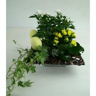Composition 3 plantes de Pâques