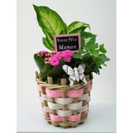 Composition 2 plantes pour la fête des mères référence 57416