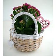 Kalanchoé dans son panier