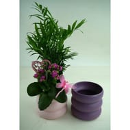 Composition 2 plantes fête des mères