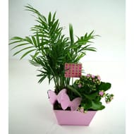 Composition 2 plantes fête des mères