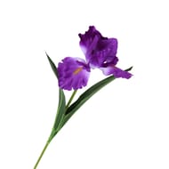 Iris artificiel (violet)